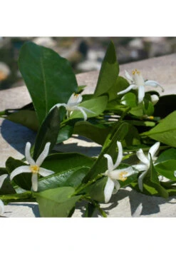 Devotion -Optimal Parfumerie Magasin devotion eau de parfum dolce gabbana 50 ml 4