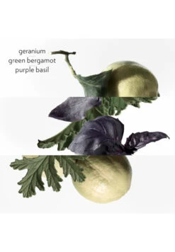 Hermès Eau De Basilic Pourpre 20 Hermès Eau De Basilic Pourpre -Optimal Parfumerie Magasin eau de basilic pourpre cologne hermes 50 ml 3 2